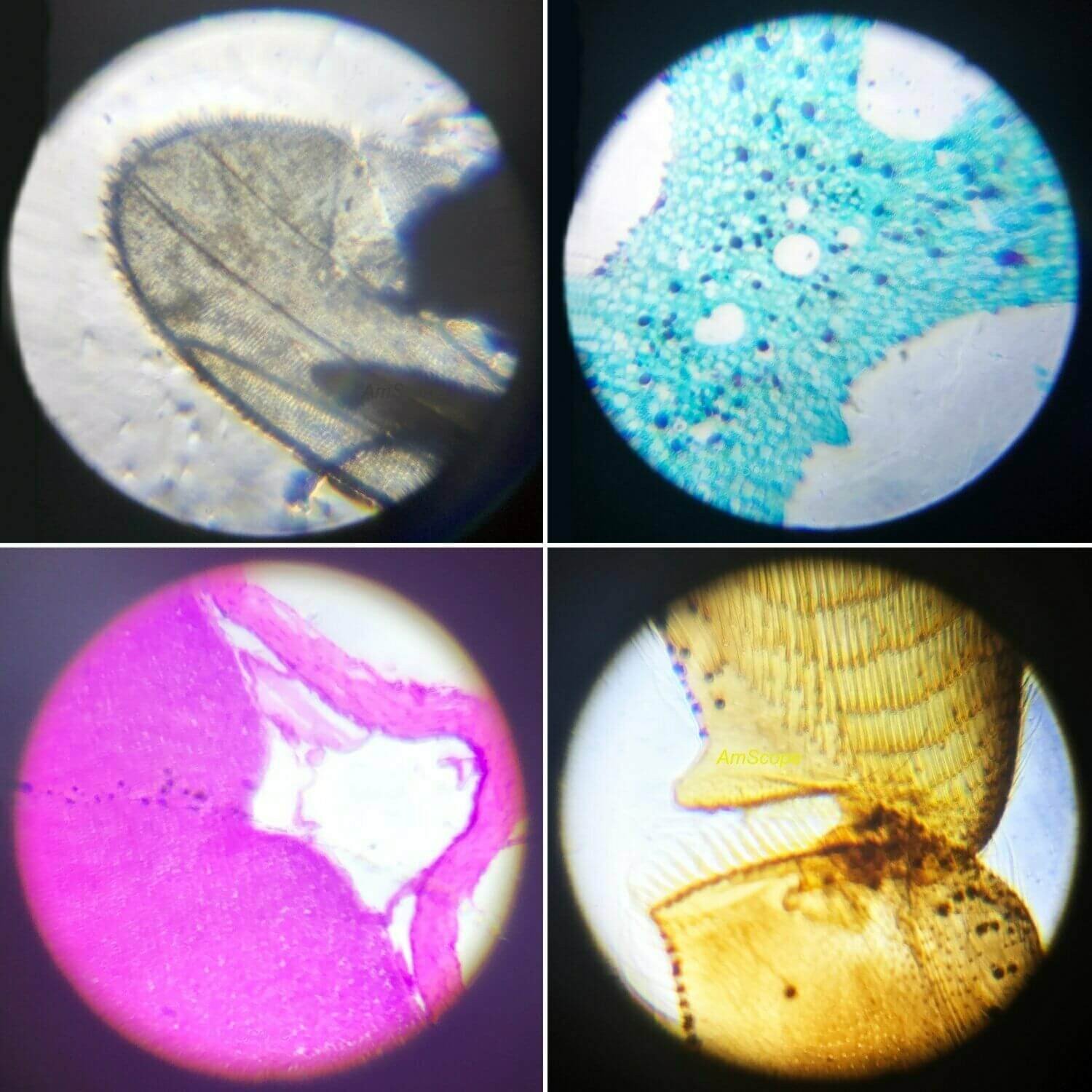 Microscopio para niños 1200x - Image 6