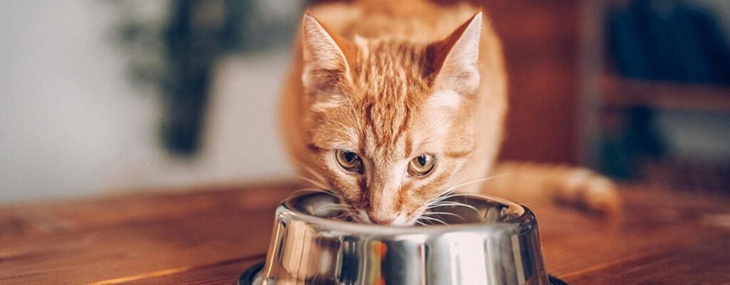 es bueena la comida friskies para gato