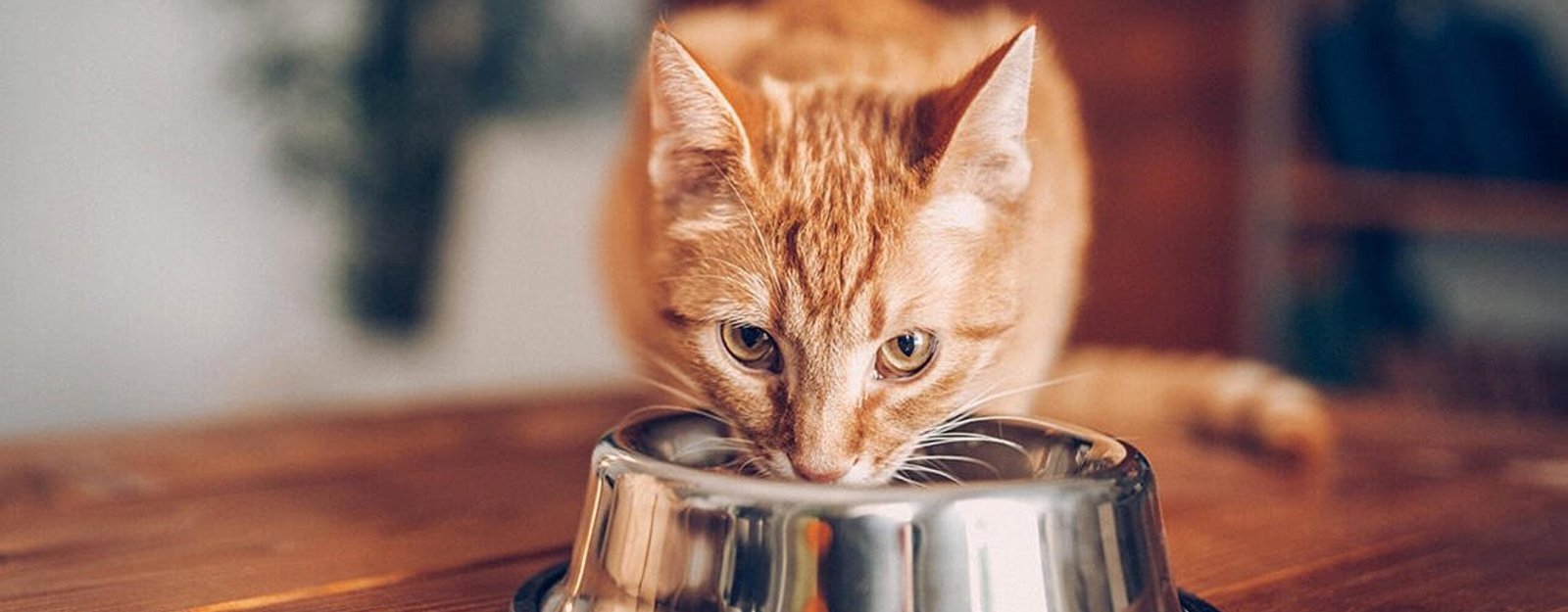 es bueena la comida friskies para gato